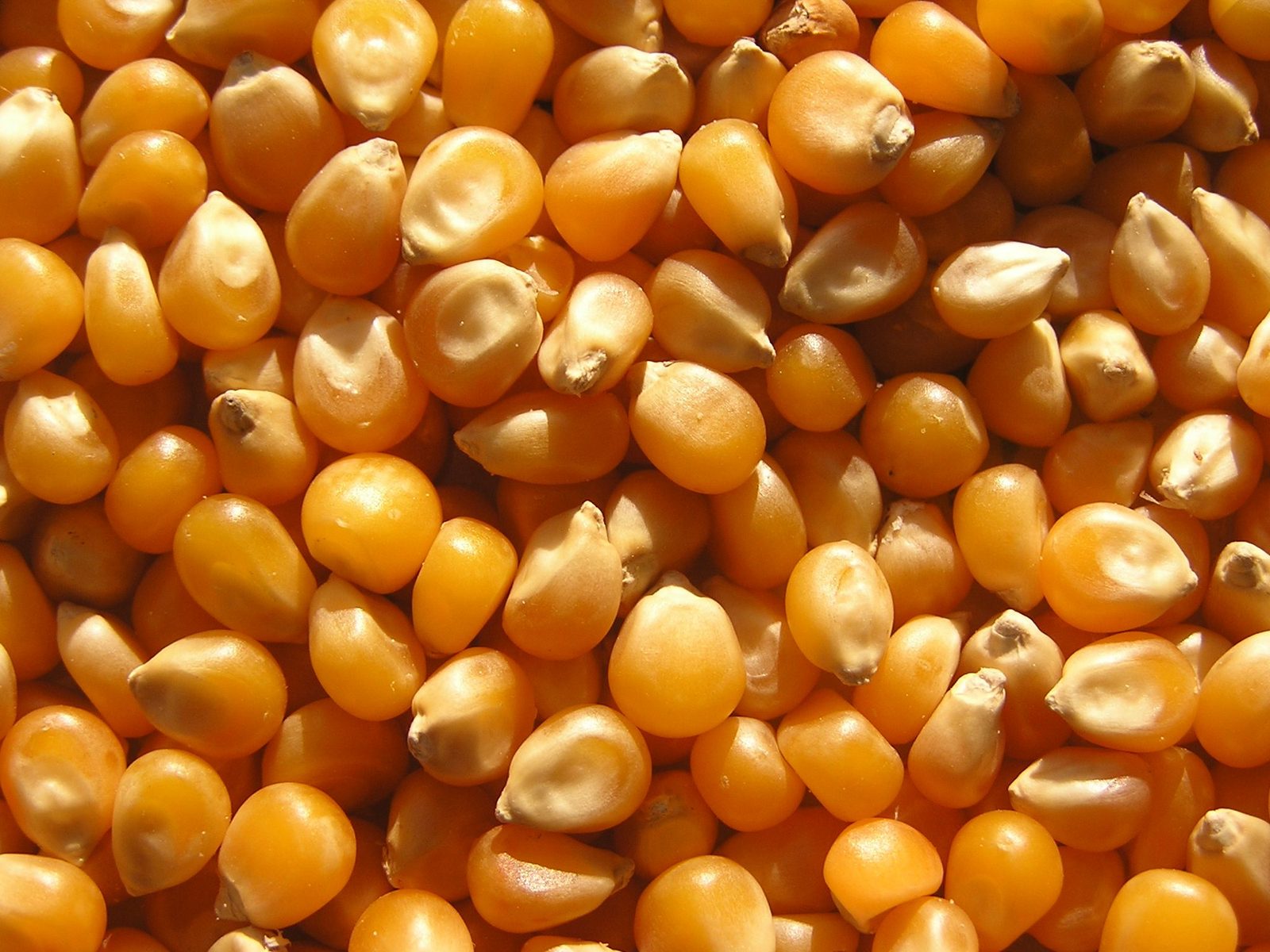 Mısır