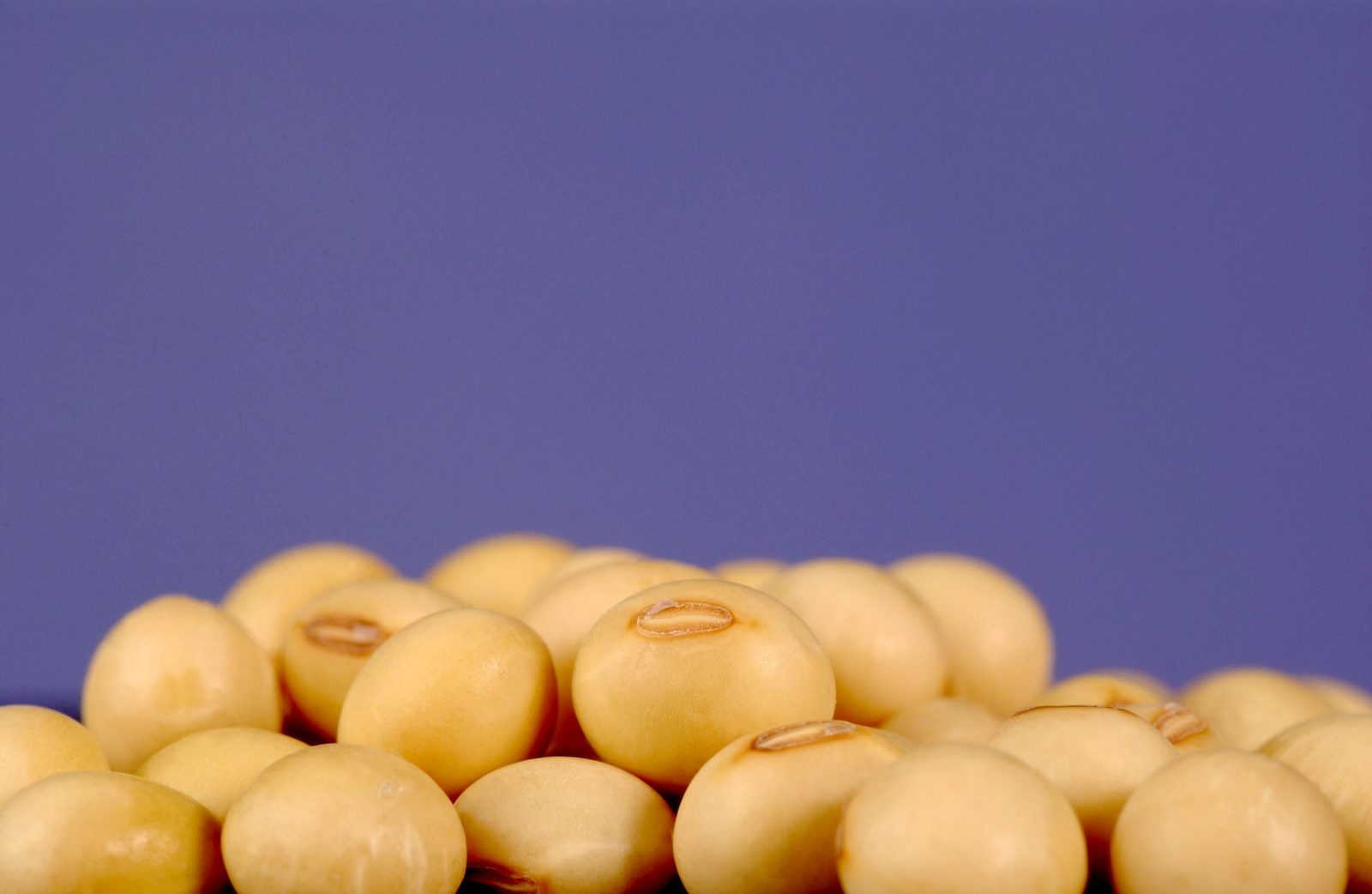 Soya Fasulyesi